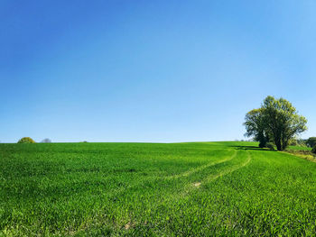 Scenic view of agricultural field against clear sky