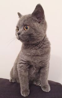 domestic cat