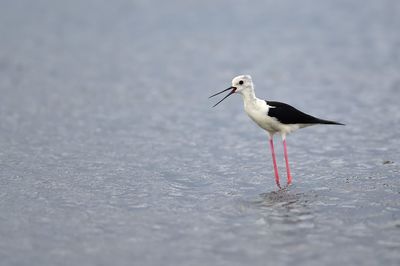 Close-up of seagull perching on the beach