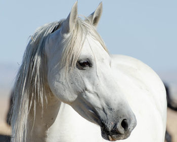 Close-up of a horse against the sky