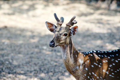 Portrait of deer