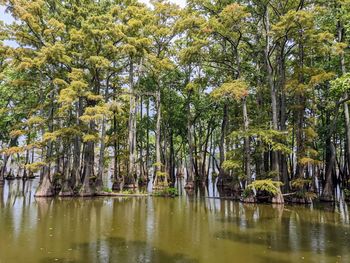 Scenic view of lake