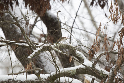 Close-up of snow covered bare tree