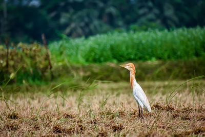 Bird perching on a field