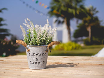 Close-up of flower pot on plant