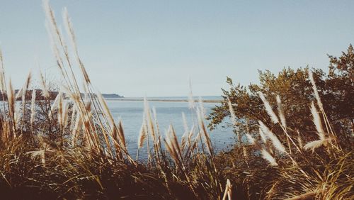 Scenic view of sea against clear sky