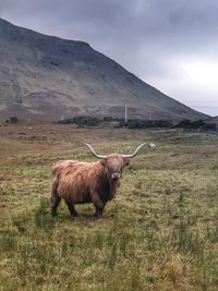 Highland cow, scotland 