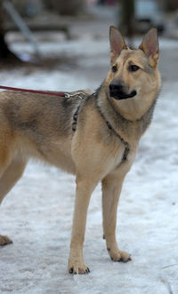 Dog looking away on snow covered land