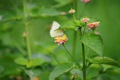 Close-up of insect on white flower in park