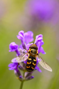 Close-up of bee on purple flower