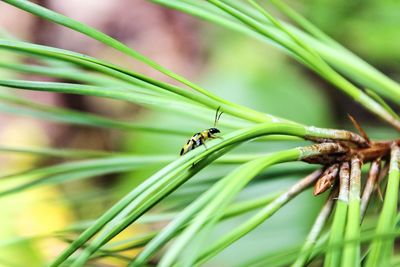 Close-up of insect on plant