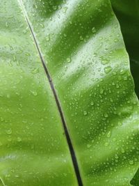 Close-up of raindrops on leaf