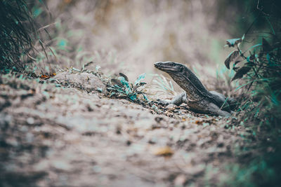 Close-up of reptile on land