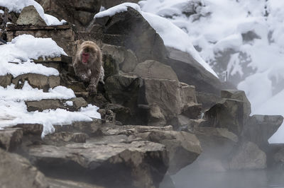 View of an animal during winter