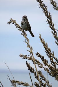 Low angle view of eagle perching on tree