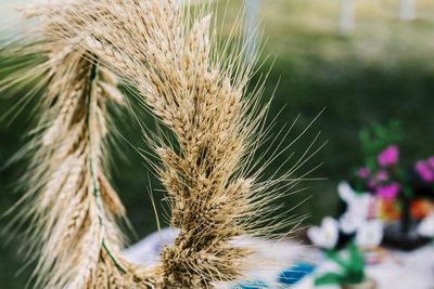 Close-up of wheat plant