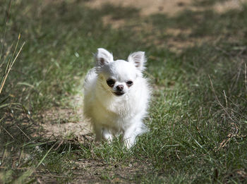 Portrait of white dog on field