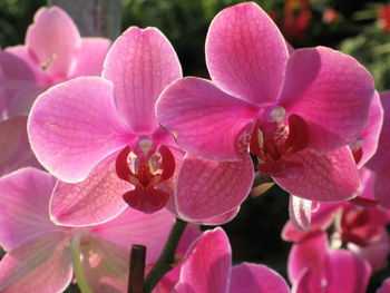 Close-up of pink flowers