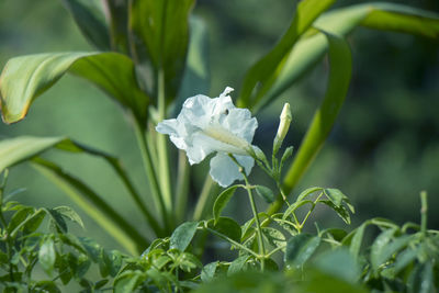 Close-up of white flowering plant