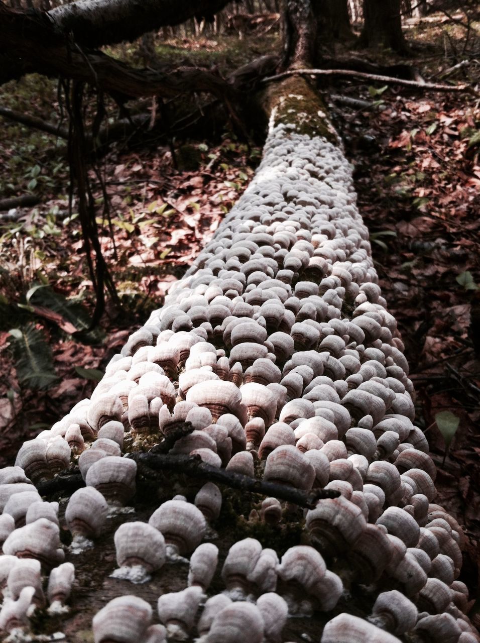 forest, tree, nature, stone - object, tranquility, rock - object, tree trunk, abundance, beauty in nature, log, pebble, outdoors, growth, day, no people, stone, tranquil scene, woodland, stack, close-up