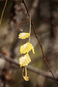 Close-up of yellow flowering plant hanging outdoors