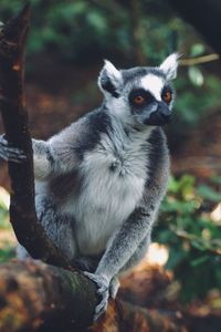 Close-up of monkey sitting on tree