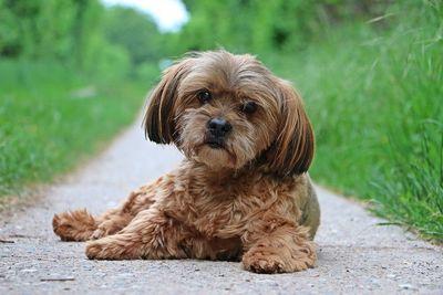 Portrait of puppy sitting outdoors