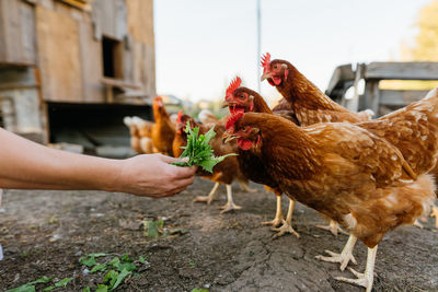 Cropped image of man feeding chicken