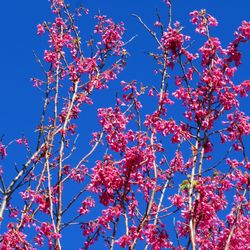 Low angle view of cherry blossoms against blue sky