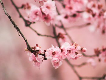 Close-up of cherry blossoms in spring