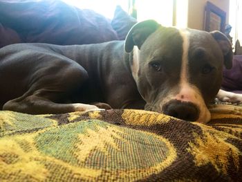 Portrait of a dog resting on sofa