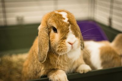 Close-up of cute rabbits in cage