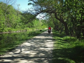 Rear view of person riding motorcycle on footpath amidst trees in forest