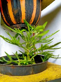 High angle view of potted plant on table