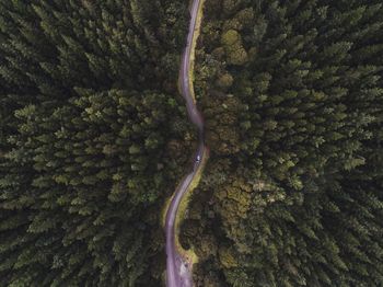 Aerial view of road amidst trees