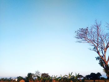 Low angle view of trees against clear blue sky