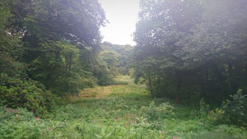 Scenic view of trees on landscape against sky