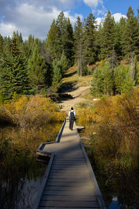 Rear view of man walking on road amidst trees against sky