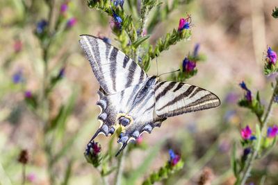 Close-up of butterfly pollinating on purple flower