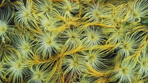 Full frame shot of yellow flowers