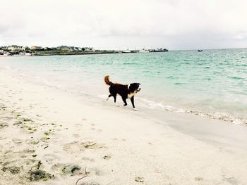 Dog standing on beach