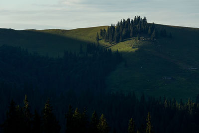 Scenic view of trees on mountain against sky in rodnei mountains 