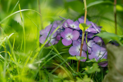 Close-up of purple flowering plant on field