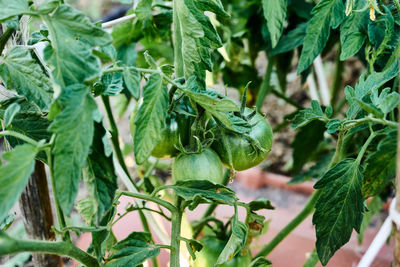 Close-up of fresh green plant