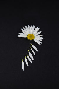 Close-up of white daisy flowers against black background
