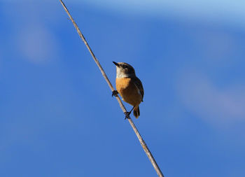 Low angle view of bird perching on cable against sky