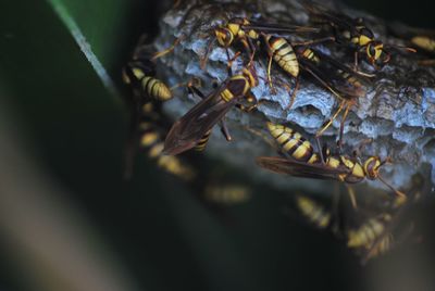 Close-up shot of wasp nest inside a bush