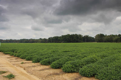 Scenic view of field against cloudy sky