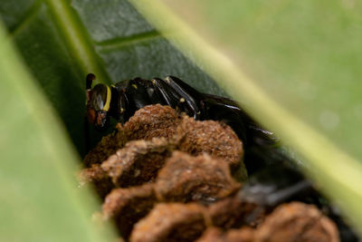 Close-up of insect