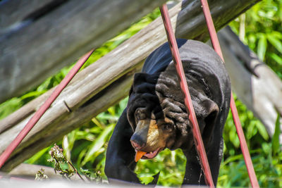 Close-up of monkey eating plant in zoo